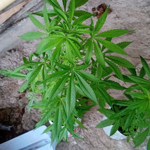 Las Bbes growlog timeline photo