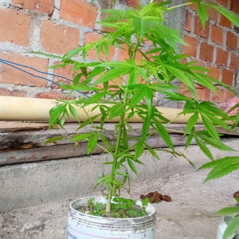 Las Bbes growlog timeline photo