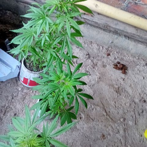Las Bbes growlog timeline photo