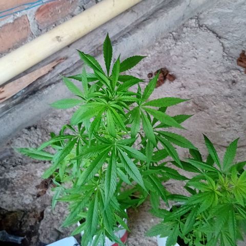 Las Bbes growlog timeline photo
