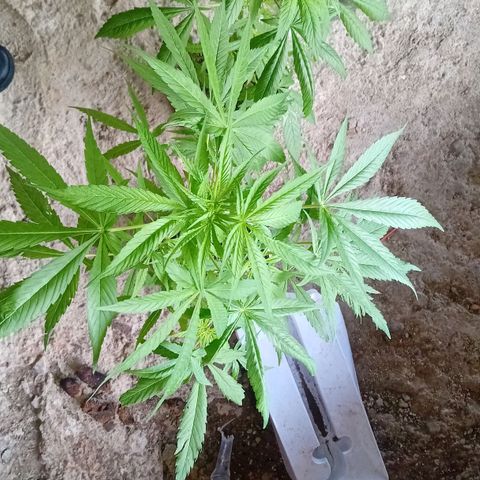 Las Bbes growlog timeline photo