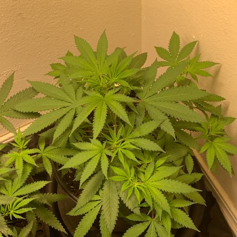 Grand Daddy P growlog timeline photo