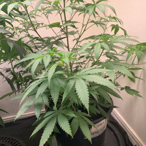 Grand Daddy P growlog timeline photo