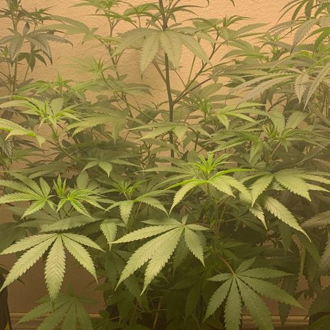 Grand Daddy P growlog timeline photo