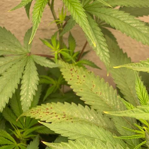 Grand Daddy P growlog photo: Found brown spots on a few leaves. After searching online, seems like the main reason could be calcium deficiencie in the soil. Got Fox farm Calc-mag and soaked the soil with it