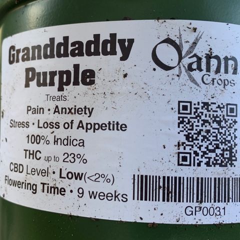 Grand Daddy P growlog timeline photo