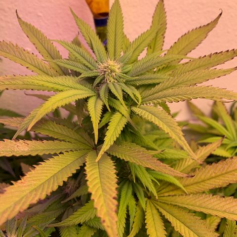 Grand Daddy P growlog timeline photo