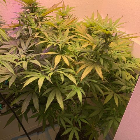 Grand Daddy P growlog timeline photo