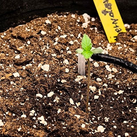 Northern Lights growlog photo: Need more light