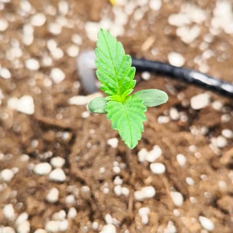 Northern Lights growlog timeline photo
