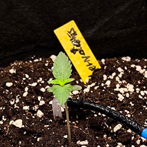 Northern Lights growlog timeline photo