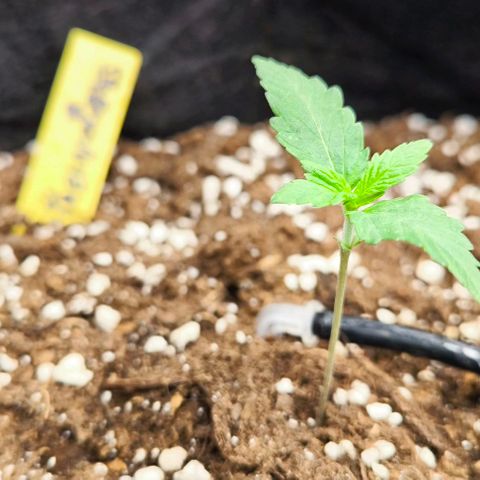 Northern Lights growlog timeline photo