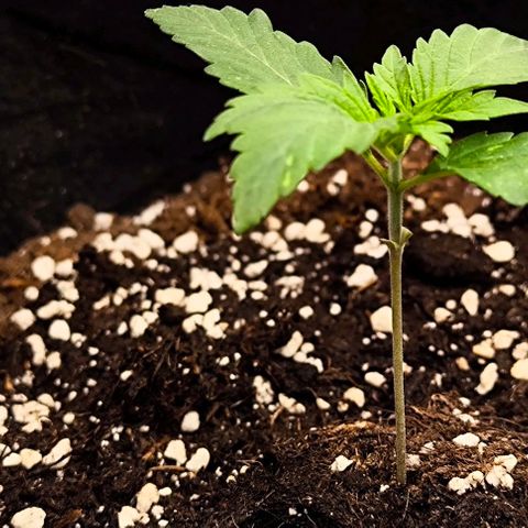 Northern Lights growlog timeline photo