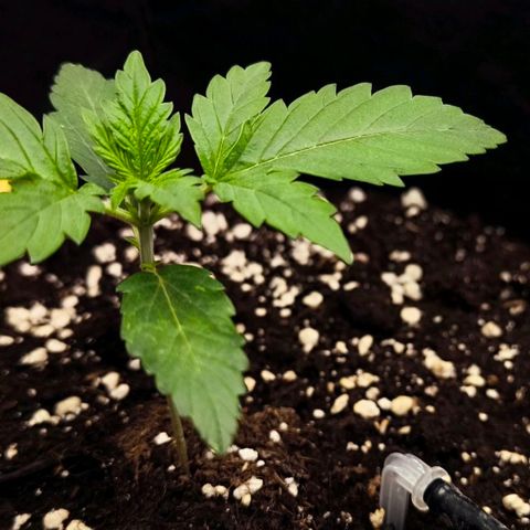 Northern Lights growlog timeline photo