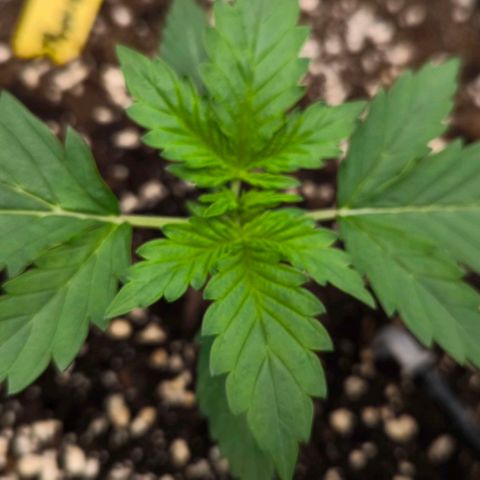 Northern Lights growlog timeline photo