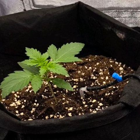 Northern Lights growlog timeline photo