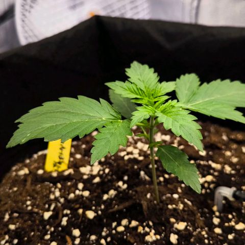 Northern Lights growlog timeline photo