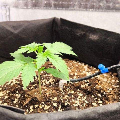 Northern Lights growlog timeline photo