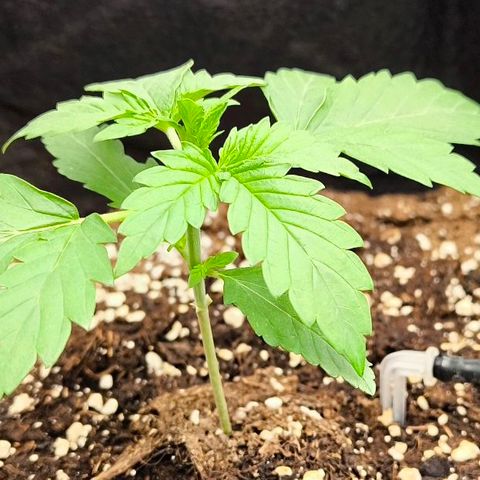 Northern Lights growlog timeline photo