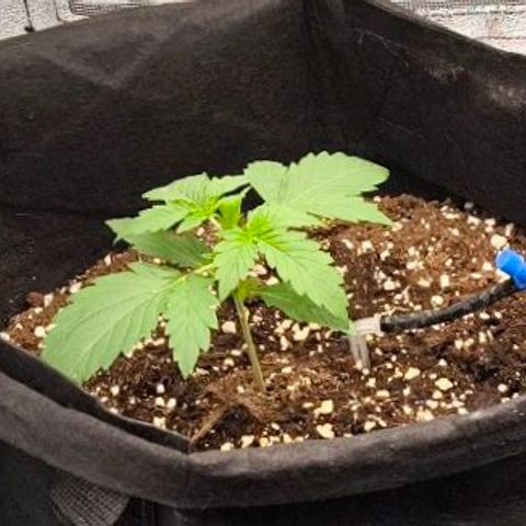 Northern Lights growlog timeline photo