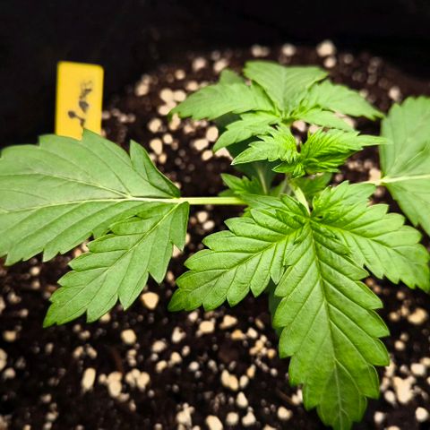 Northern Lights growlog timeline photo