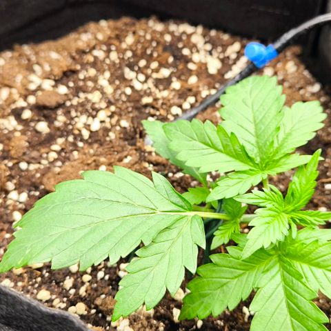 Northern Lights growlog timeline photo