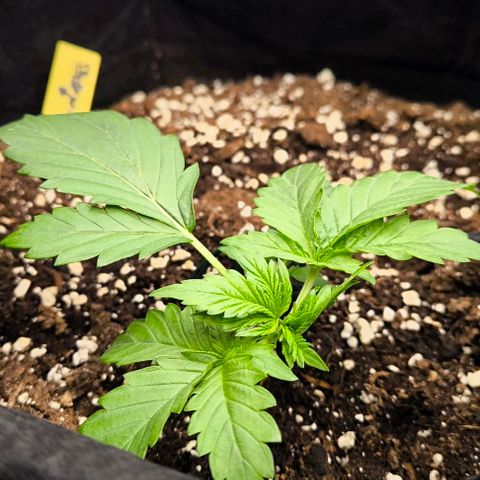 Northern Lights growlog timeline photo