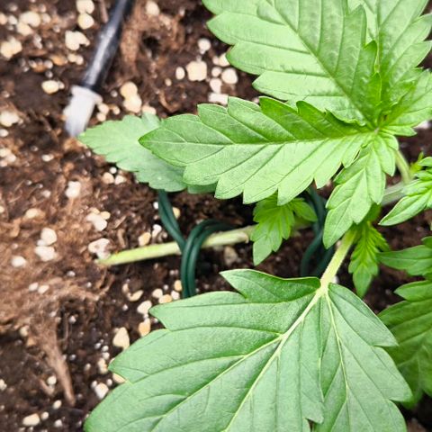 Northern Lights growlog timeline photo