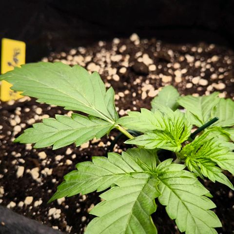 Northern Lights growlog timeline photo