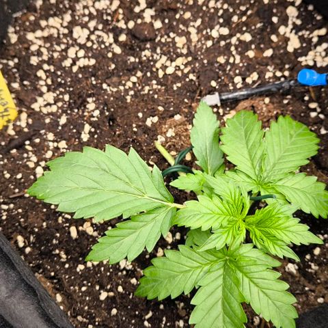 Northern Lights growlog timeline photo