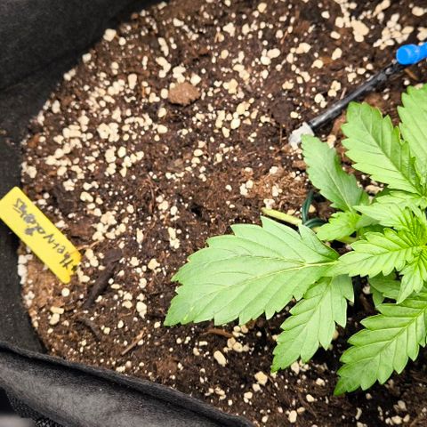 Northern Lights growlog timeline photo