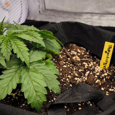 Northern Lights growlog timeline photo