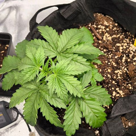 Northern Lights growlog timeline photo