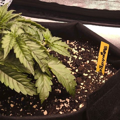 Northern Lights growlog photo: Changed some camera filter
