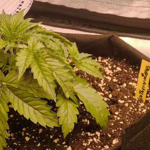 Northern Lights growlog photo: Changed some camera filter