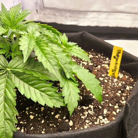 Northern Lights growlog timeline photo