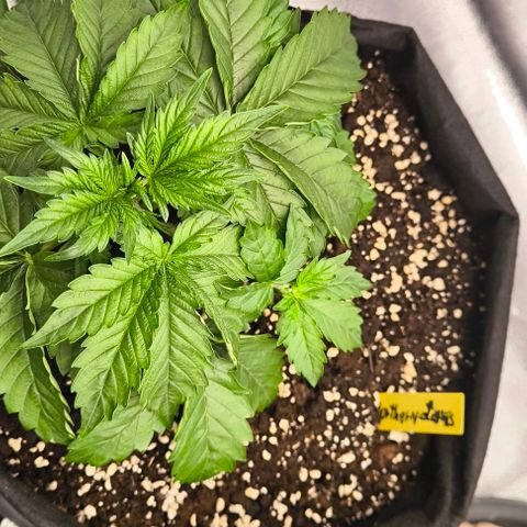Northern Lights growlog timeline photo