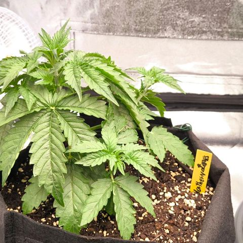 Northern Lights growlog timeline photo