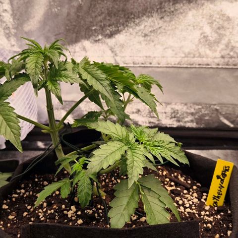Northern Lights growlog timeline photo