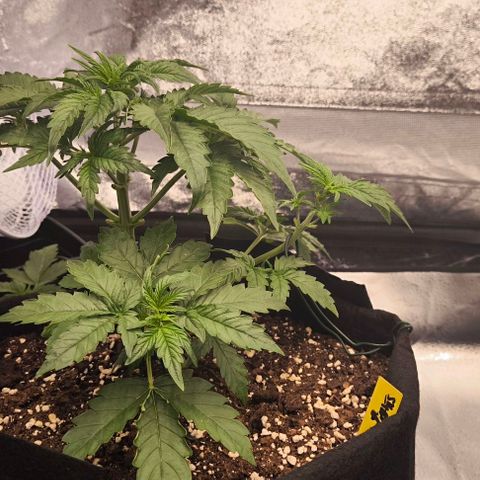 Northern Lights growlog timeline photo