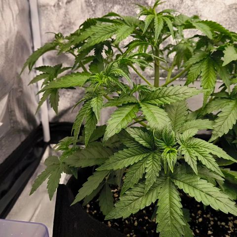 Northern Lights growlog timeline photo