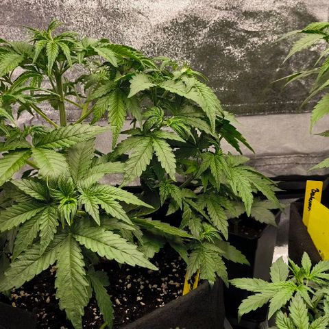 Northern Lights growlog timeline photo