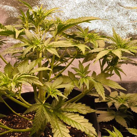 Northern Lights growlog timeline photo
