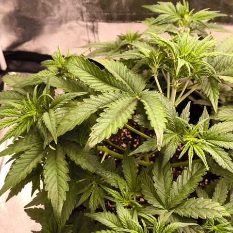 Northern Lights growlog timeline photo