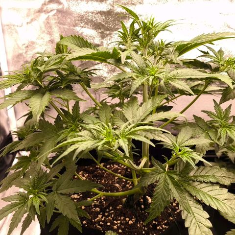 Northern Lights growlog timeline photo