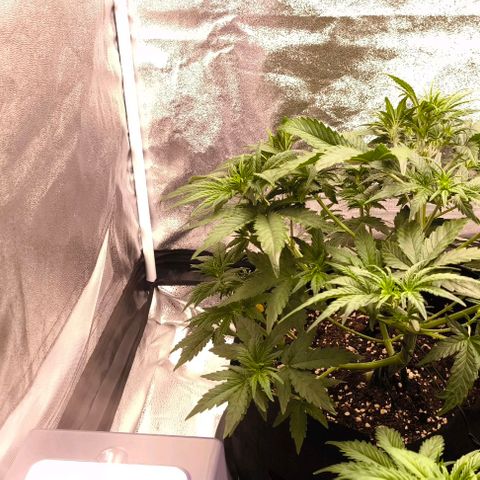 Northern Lights growlog timeline photo