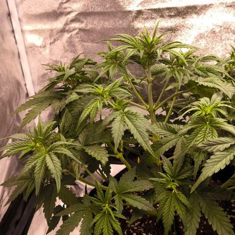 Northern Lights growlog timeline photo