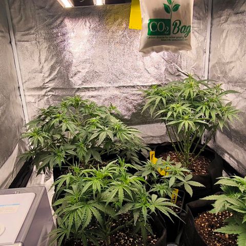 Northern Lights growlog timeline photo