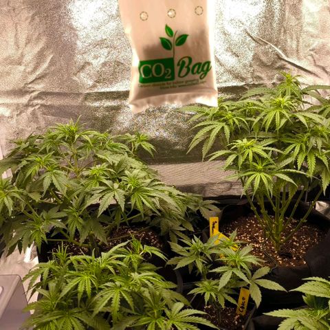 Northern Lights growlog timeline photo