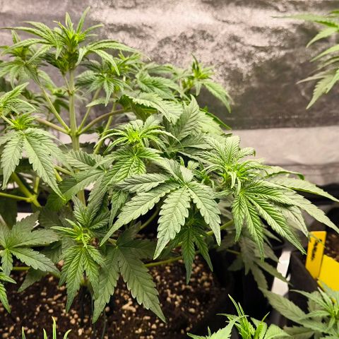 Northern Lights growlog timeline photo